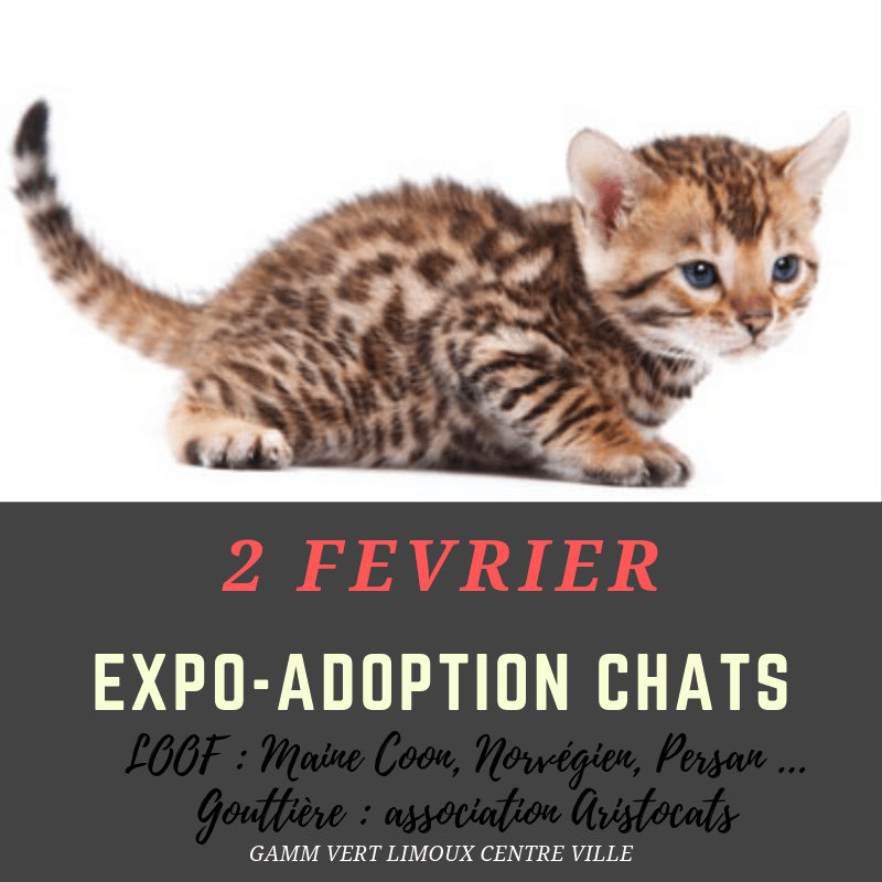 EXPO-ADOPTION CHATS