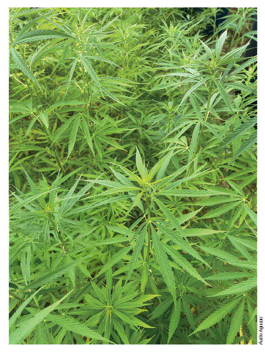 Filière chanvre industriel